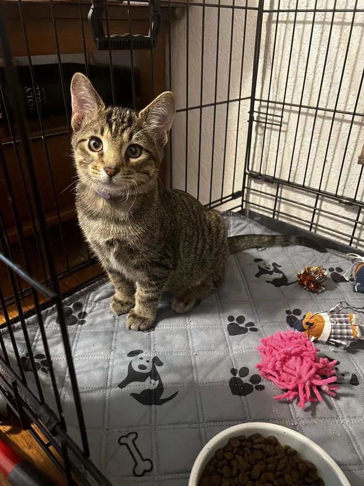 A baby small-sized male Domestic Short Hair cat named Ottoyellow Collar for adoption in Blanchard, OK