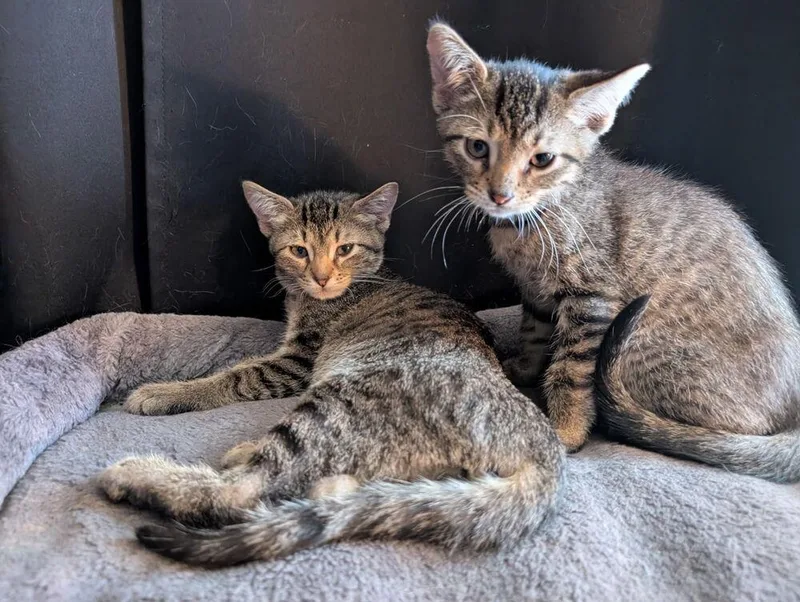 Ottoyellow Collar thumbnail 2