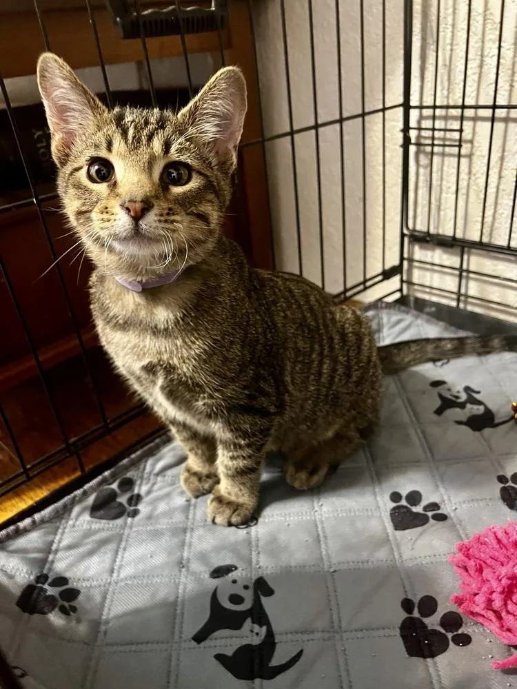 Ottoyellow Collar thumbnail 4