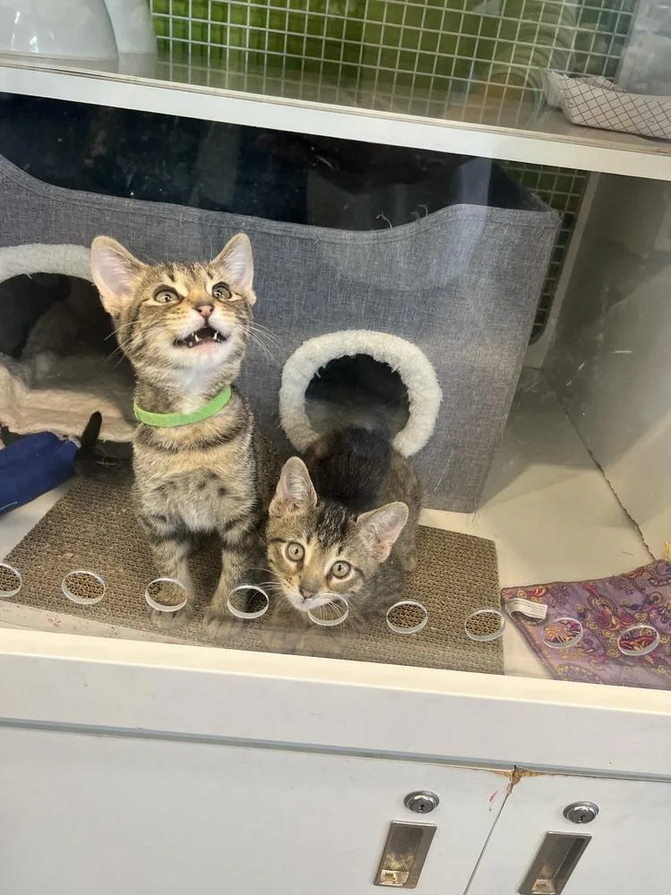 Ottoyellow Collar thumbnail 5