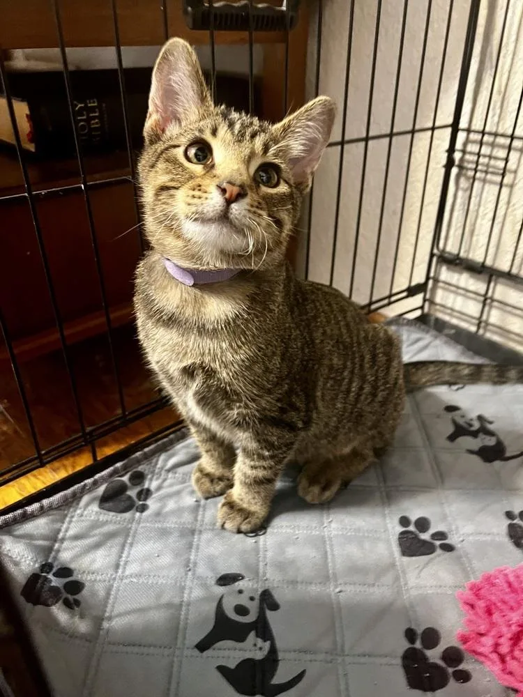 Ottoyellow Collar thumbnail 6