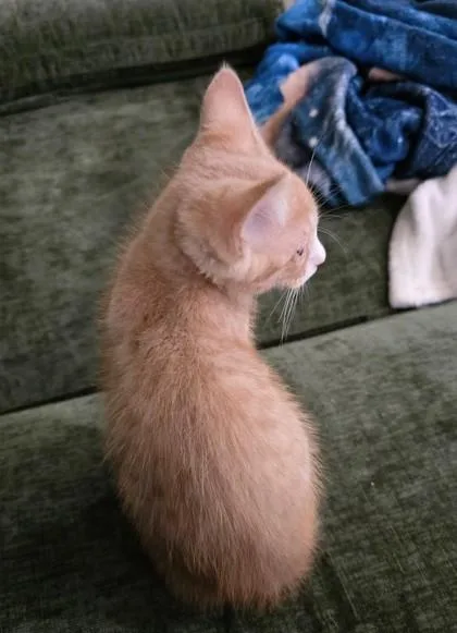 Gingie thumbnail 2