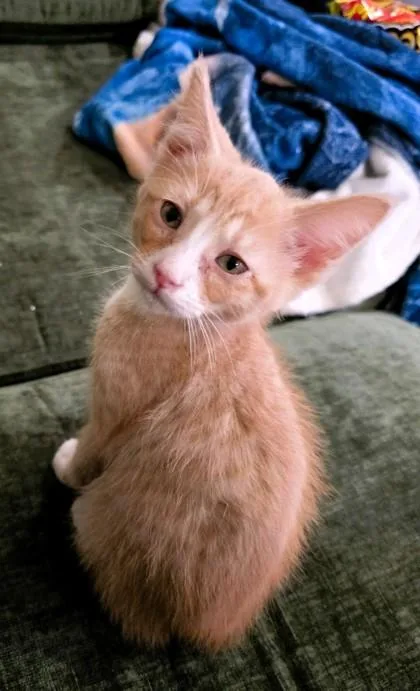 Gingie thumbnail 3