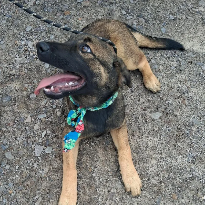 A baby large-sized male Black Belgian Shepherd / Malinois dog named Patroclus for adoption in Lakewood, CO