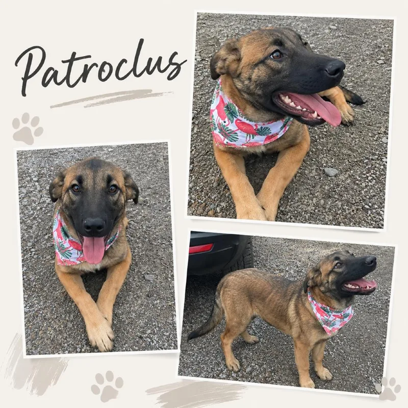 Patroclus thumbnail 2