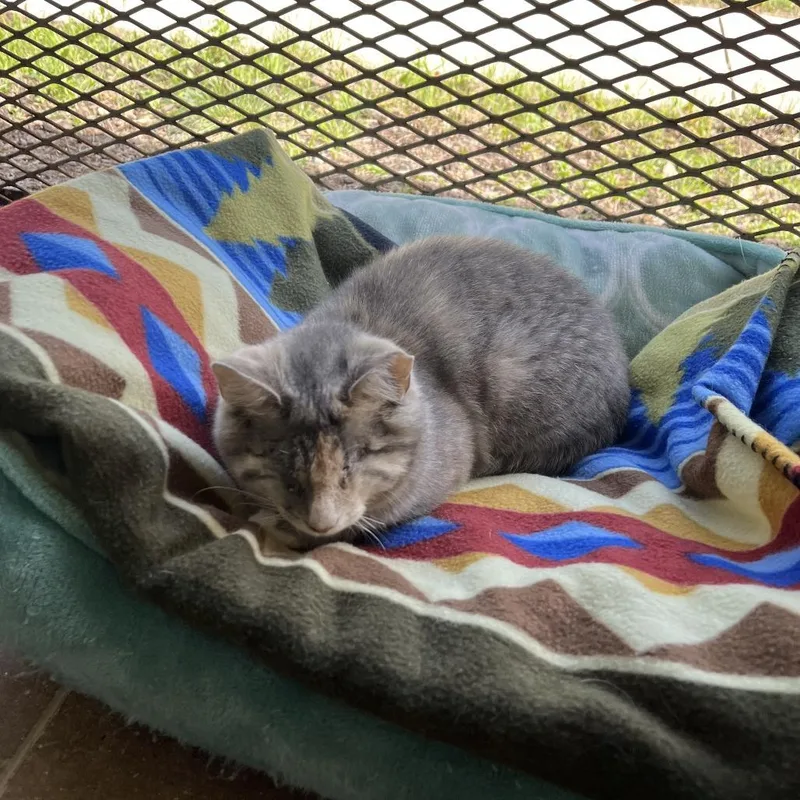 A young small-sized female Calico Domestic Short Hair cat named Nova for adoption in Kyle, TX