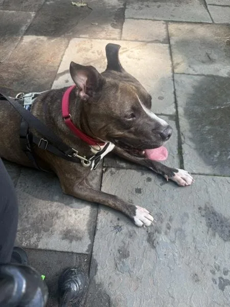 An adult large-sized male Mixed Breed dog named Melo for adoption in Ridgewood, NY