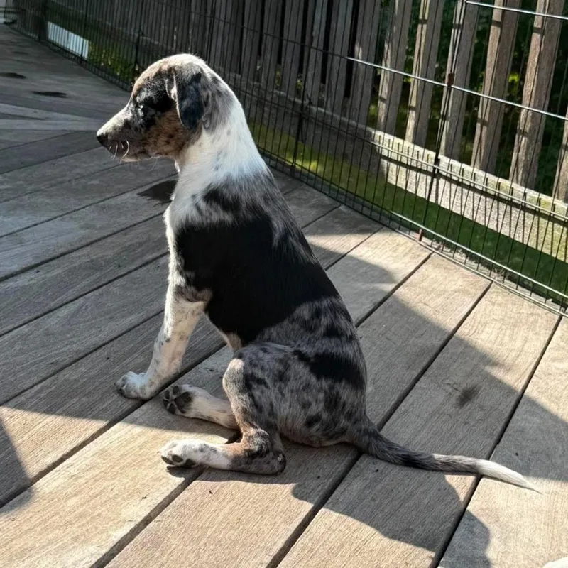 A baby medium-sized male Black Mixed Breed dog named Bumper for adoption in Fredericksburg, VA