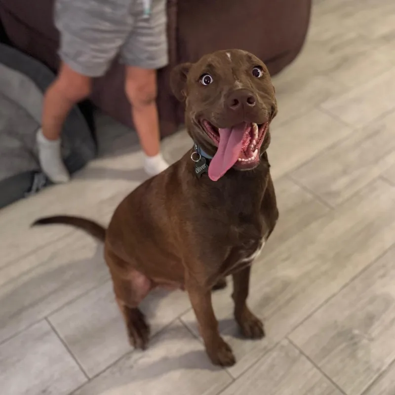 A young medium-sized male Brown / Chocolate Pit Bull Terrier dog named Dave Barktista for adoption in Port Richey, FL