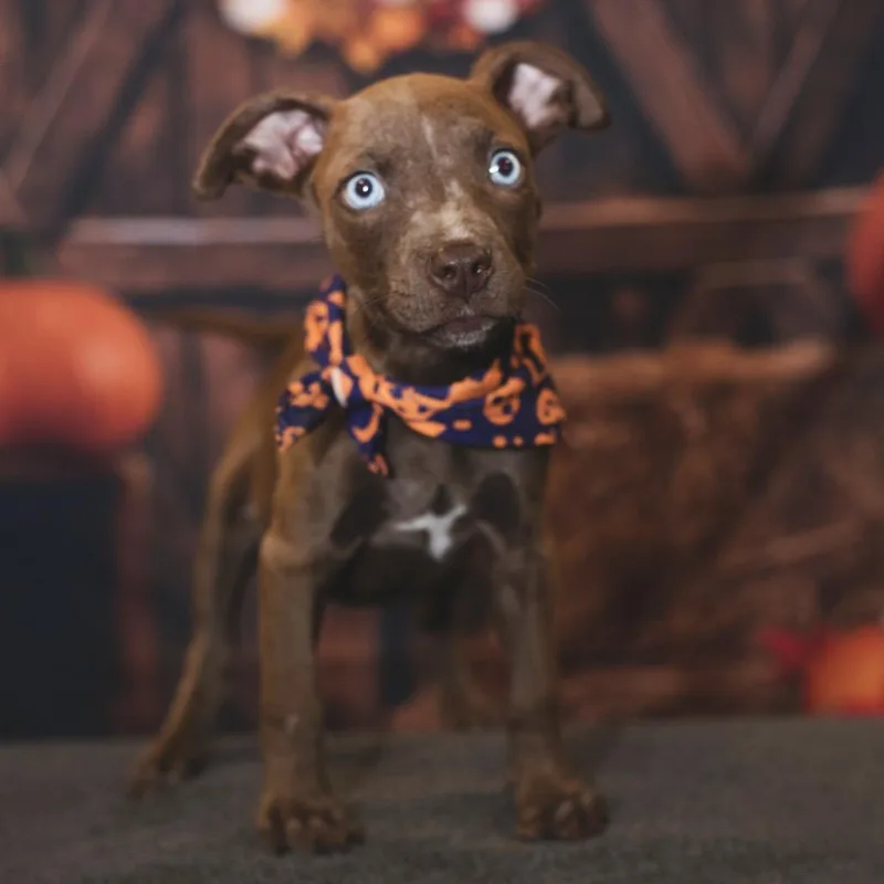 Dave Barktista thumbnail 3