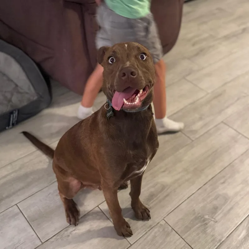 Dave Barktista thumbnail 4