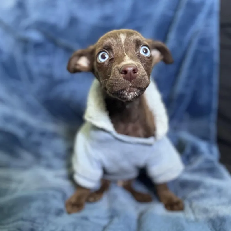 Dave Barktista thumbnail 5