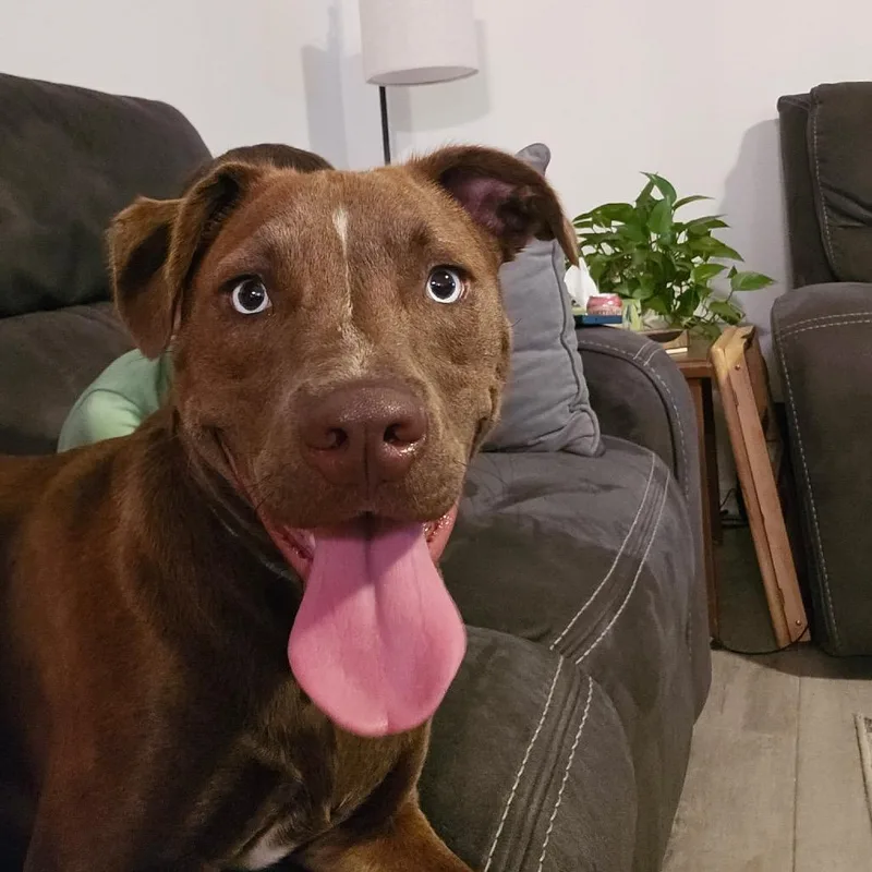 Dave Barktista thumbnail 6