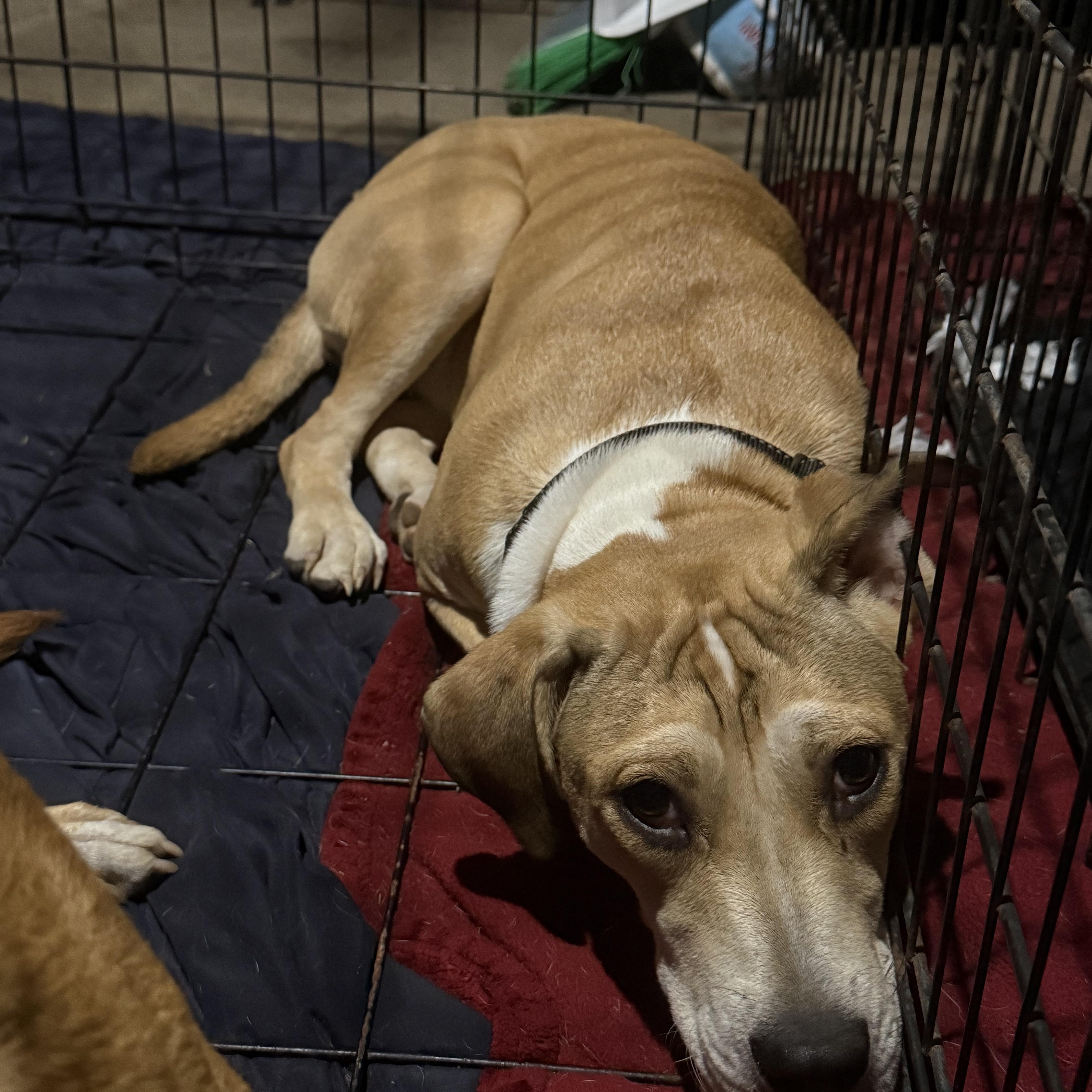 A young medium-sized female White / Cream Beagle dog named April for adoption in Middlefield , OH
