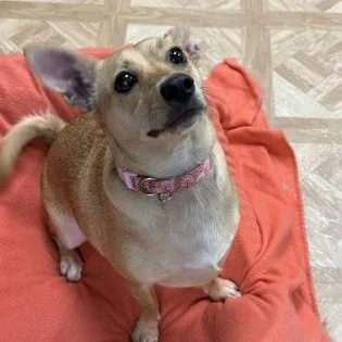 Princess Leia