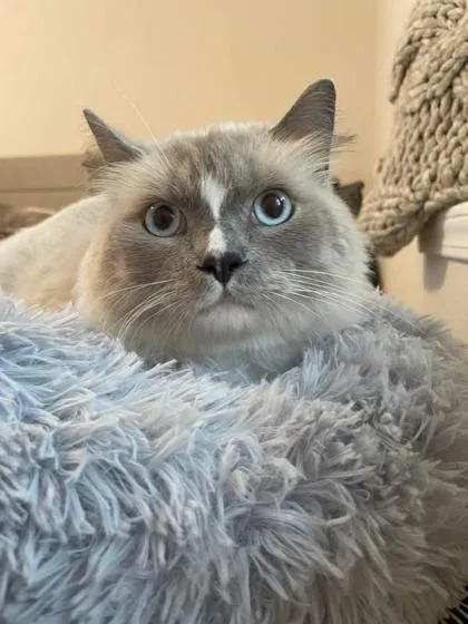 A young medium-sized male Ragdoll cat named Aněs for adoption in Fort Worth, TX