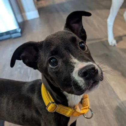 A baby small-sized male Labrador Retriever dog named Fluke for adoption in Westland, MI