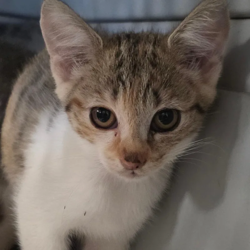 A baby small-sized female Torbie Domestic Short Hair cat named Millet for adoption in Mount Juliet, TN