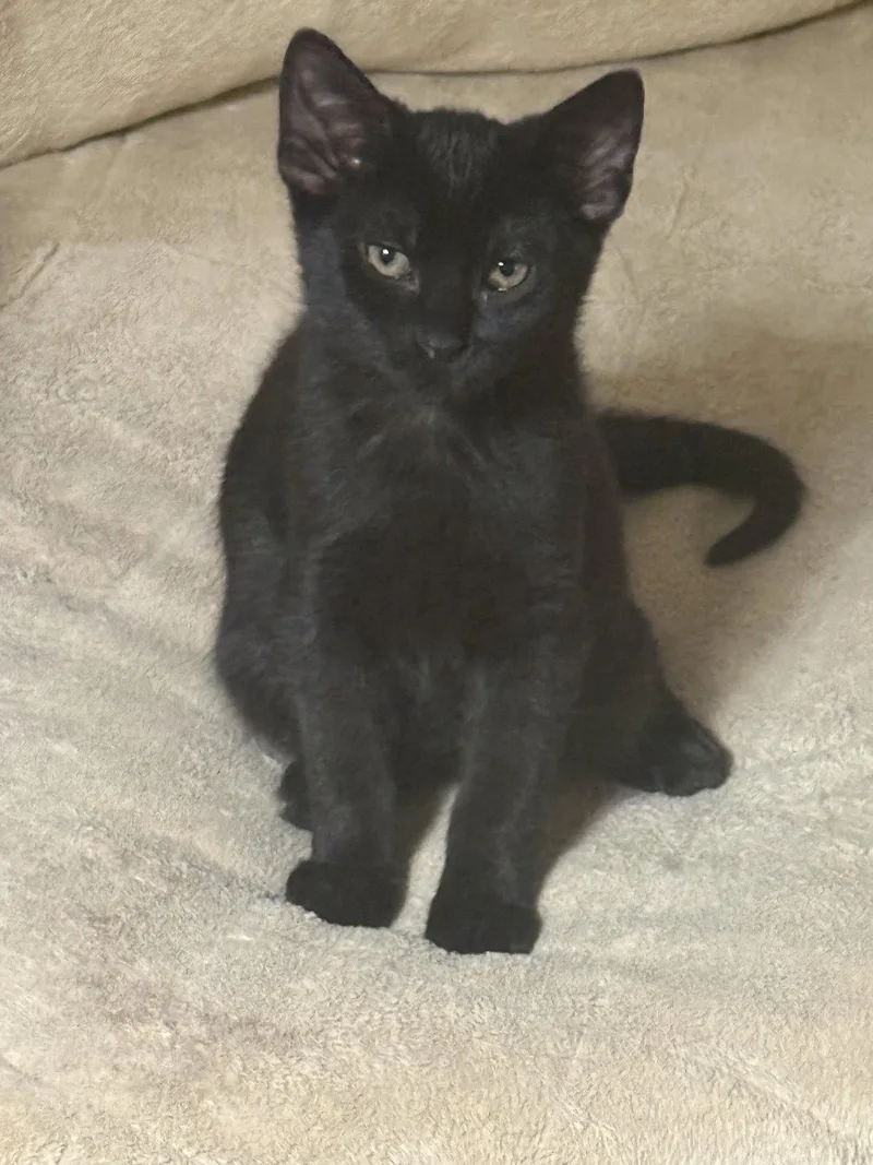 A baby medium-sized male Black Domestic Short Hair cat named Jet for adoption in Shreveport, LA