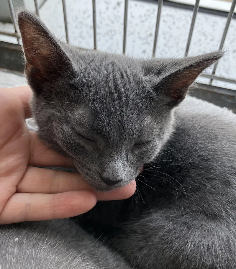 A baby medium-sized male Gray / Blue / Silver Domestic Short Hair cat named Butch for adoption in Parma, OH