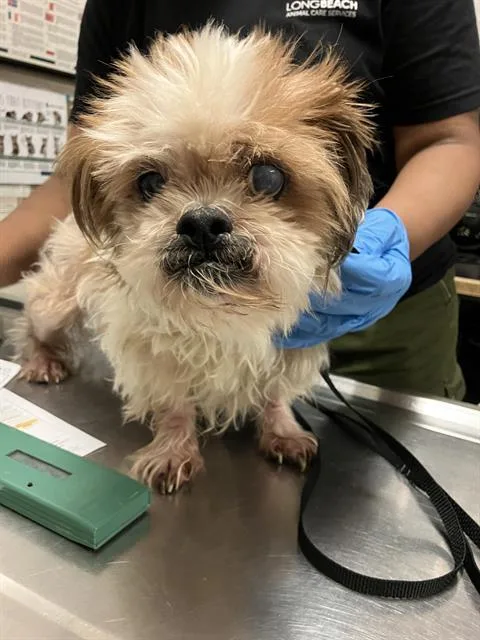 An adult small-sized male Shih Tzu dog named Chewie for adoption in Long Beach, CA