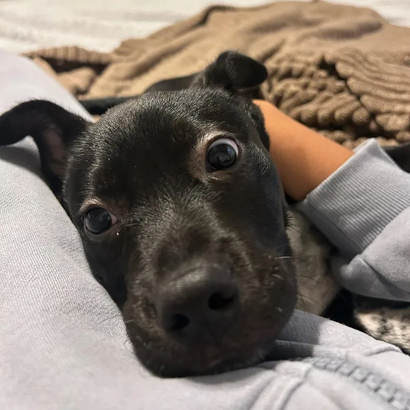 A baby small-sized male Black Mixed Breed dog named Daniel for adoption in Bentonville, AR
