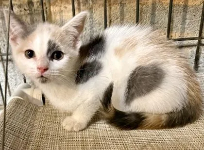 A baby small-sized female Domestic Short Hair cat named Sprinkle for adoption in Wilkesboro, NC