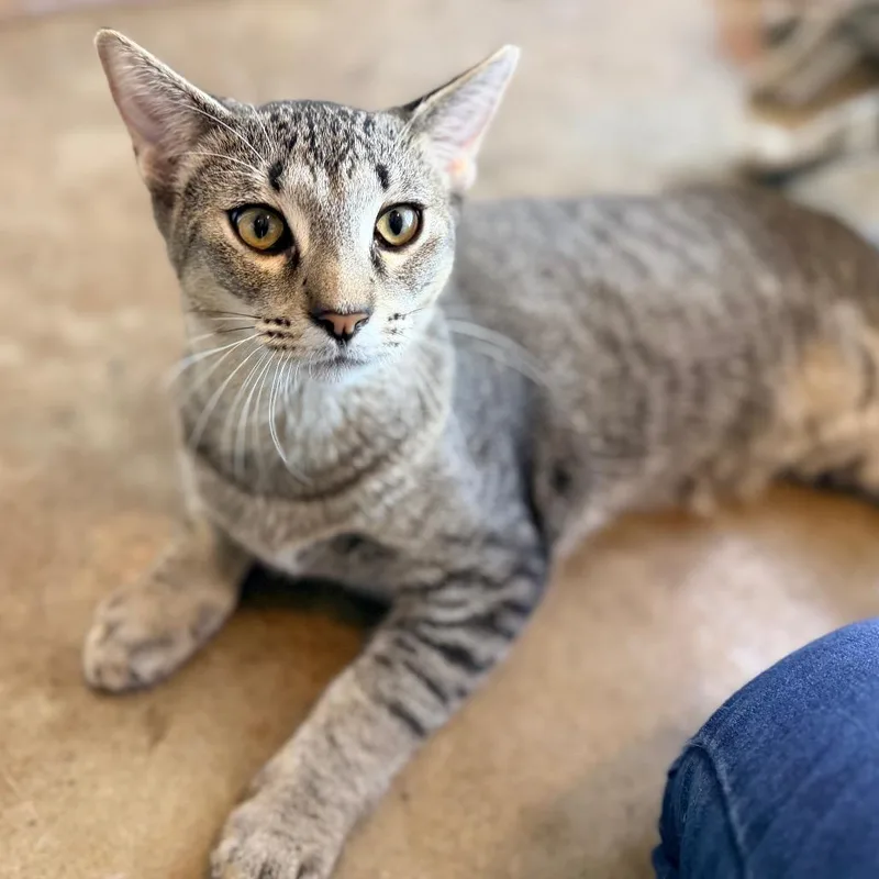A baby medium-sized male Black Domestic Short Hair cat named Flash for adoption in Green Bay, WI