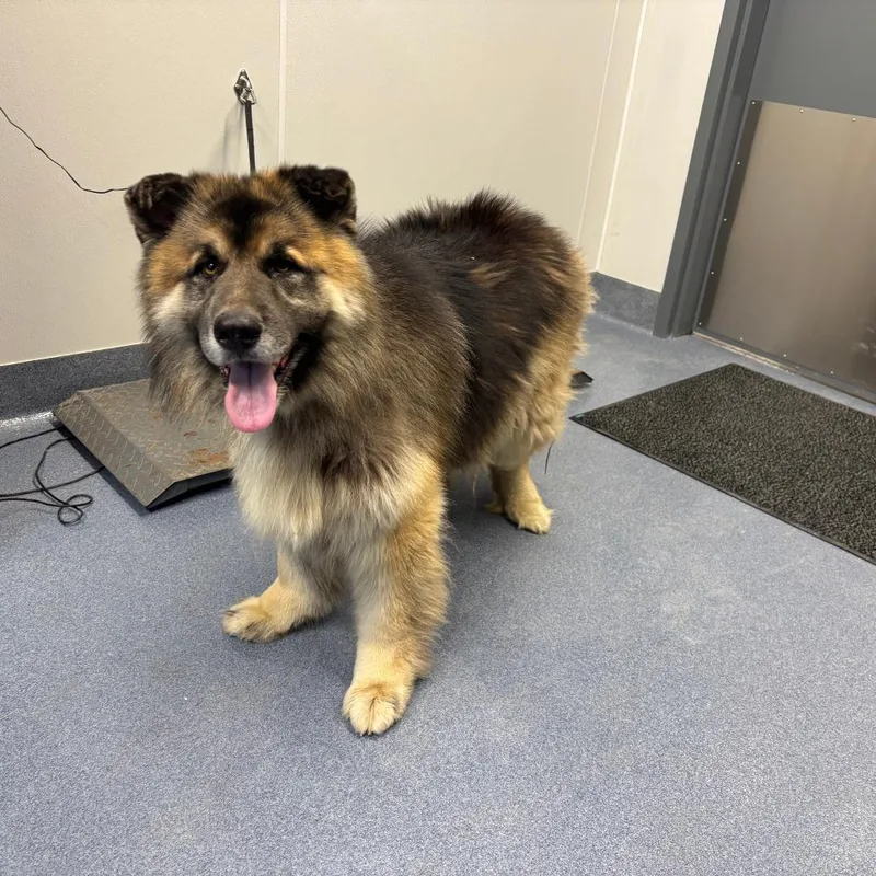 A senior large-sized male Brown / Chocolate German Shepherd Dog dog named Ash for adoption in St Joseph, MO