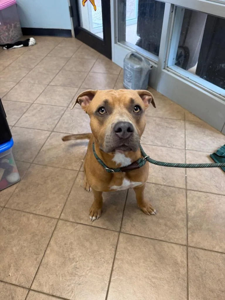 A young medium-sized male Pit Bull Terrier dog named Bowie for adoption in Marion, OH