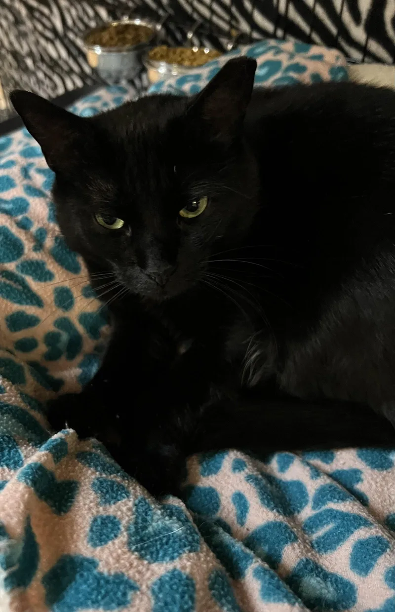 A young medium-sized female Black Domestic Short Hair cat named Sharon for adoption in Blasdell, NY