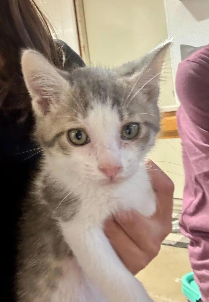 A baby medium-sized male Gray & White Domestic Short Hair cat named Gouda for adoption in Mattoon, IL