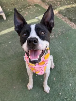A young small-sized male White / Cream Boston Terrier dog named Beans for adoption in Santa Paula, CA