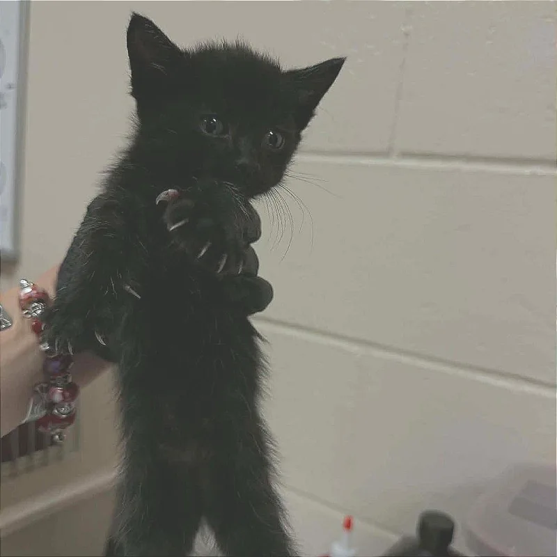 A baby small-sized female Black Domestic Short Hair cat named Rice Crispies for adoption in Reno, NV