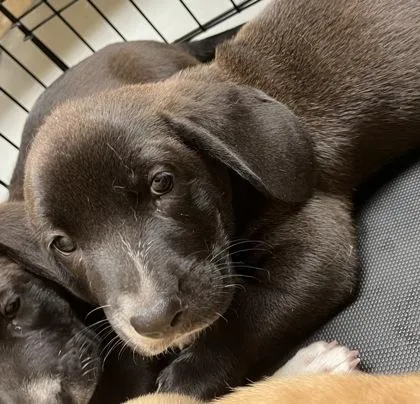 A young small-sized female Black Basset Hound dog named Panda for adoption in Harlingen, TX