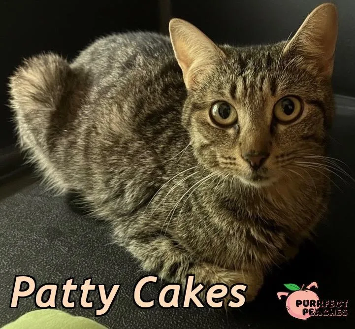 A young medium-sized female Domestic Short Hair cat named Patty Cakes for adoption in Douglasville, GA