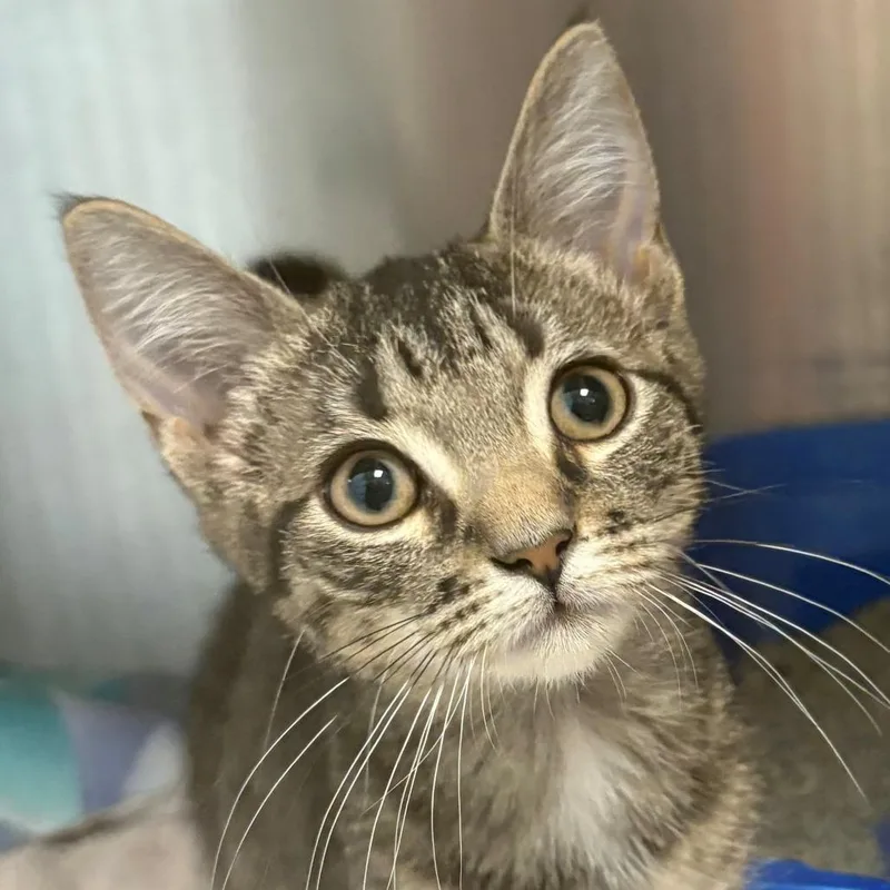 A baby small-sized male Brown / Chocolate Domestic Short Hair cat named Uno for adoption in East Hanover, NJ