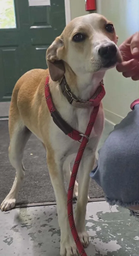 A young small-sized female Greyhound dog named Carolina for adoption in Hillsdale, IN
