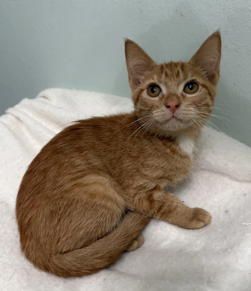 A baby medium-sized male Tabby (Orange / Red) Tiger cat named Bellini for adoption in Brooksville, FL