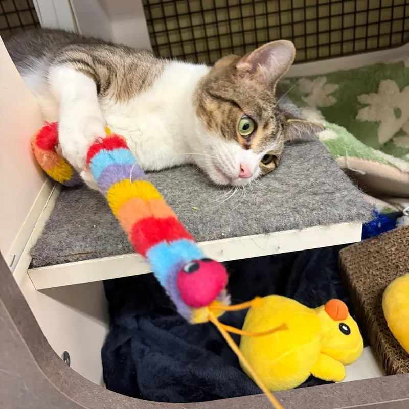 An adult small-sized female White Domestic Short Hair cat named Gilberta for adoption in Middle Village, NY