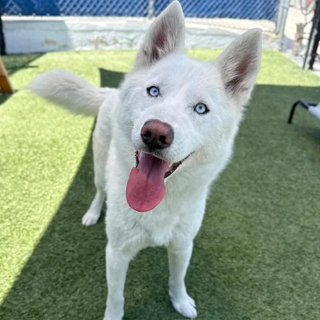 A young medium-sized female White / Cream Husky dog named Alaska for adoption in Long Beach, CA