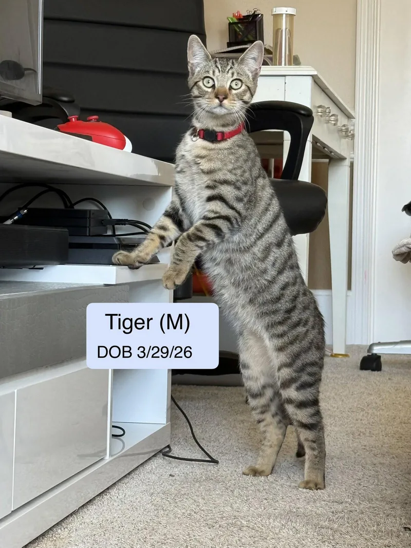 A young medium-sized male Domestic Short Hair cat named Tiger for adoption in Vacaville, CA