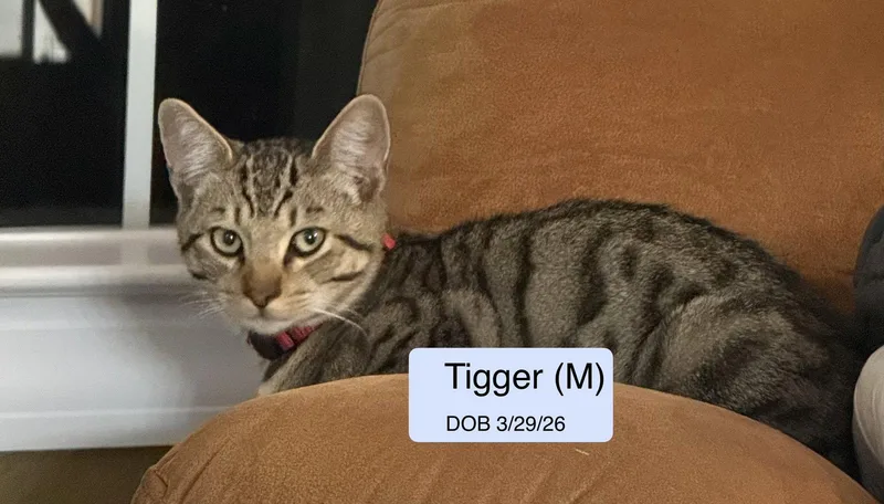 Tiger thumbnail 2