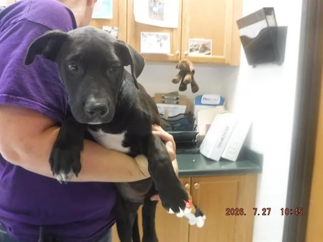 A baby small-sized male Labrador Retriever dog named Dyno for adoption in Oroville, CA