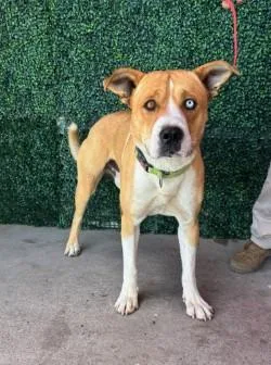 A young large-sized male Yellow / Tan / Blond / Fawn Siberian Husky dog named Guero for adoption in El Paso, TX