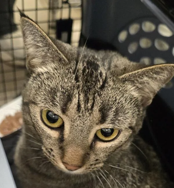 An adult small-sized female Domestic Short Hair cat named Athena for adoption in El Cajon, CA