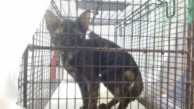 A baby small-sized female Domestic Short Hair cat named Bebe for adoption in Miami, FL