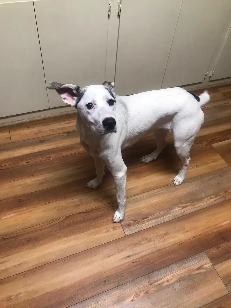 A young medium-sized female White / Cream Mixed Breed dog named Sarah for adoption in Jasper, GA