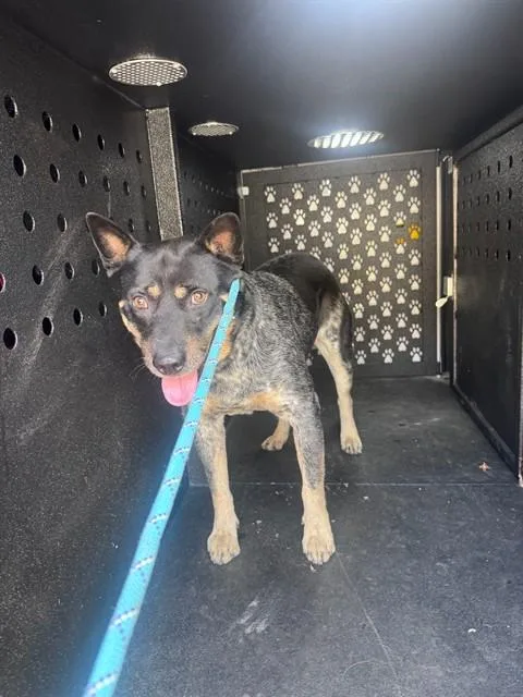 A young medium-sized male Australian Cattle Dog / Blue Heeler dog named A for adoption in Camarillo, CA