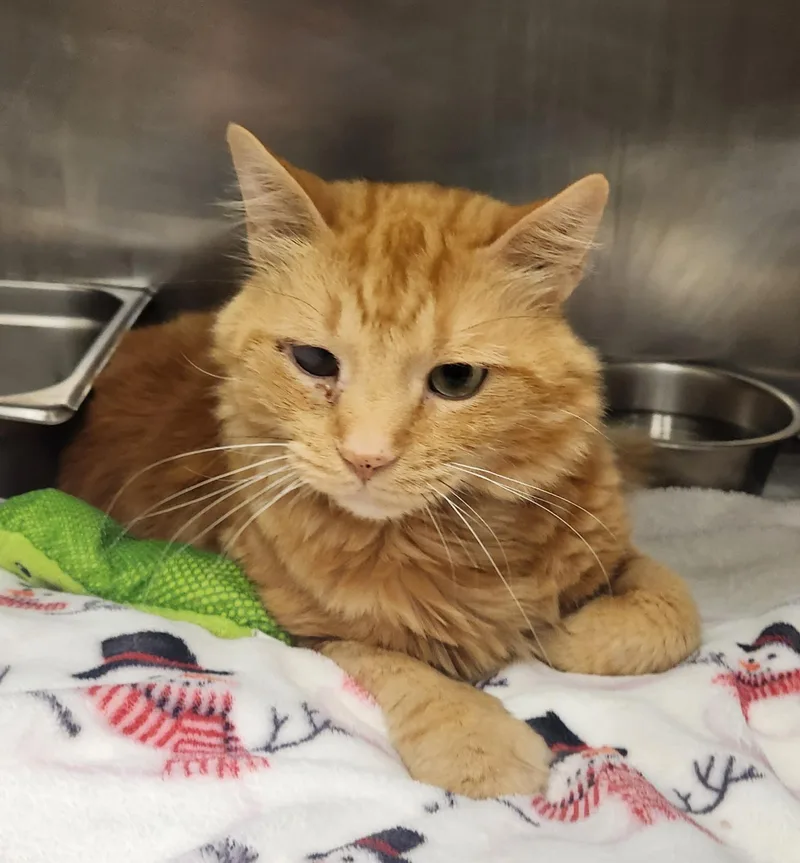An adult medium-sized male Tabby (Orange / Red) Domestic Medium Hair cat named Charizard for adoption in Clayton, NJ